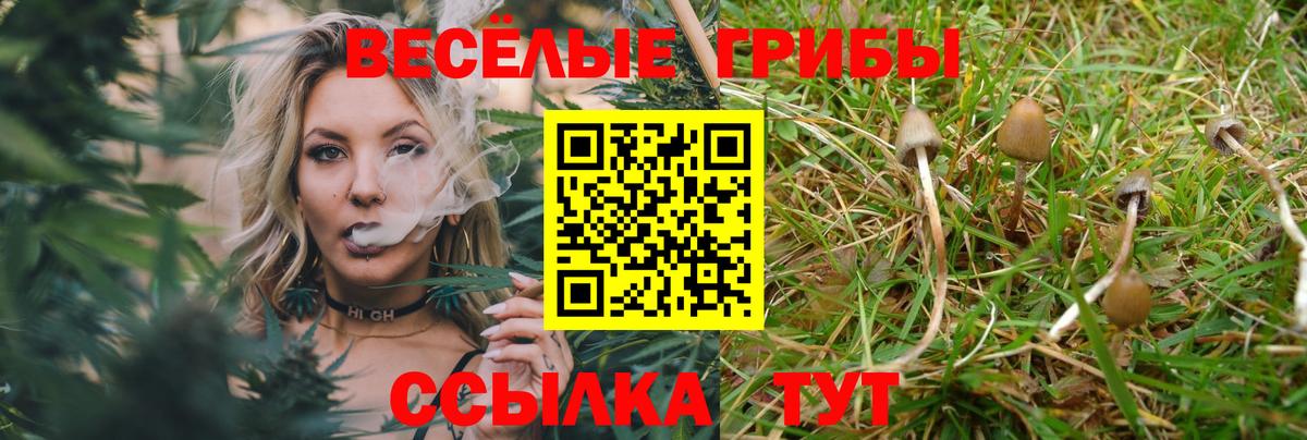 Галлюциногенные грибы Cubensis Гулькевичи